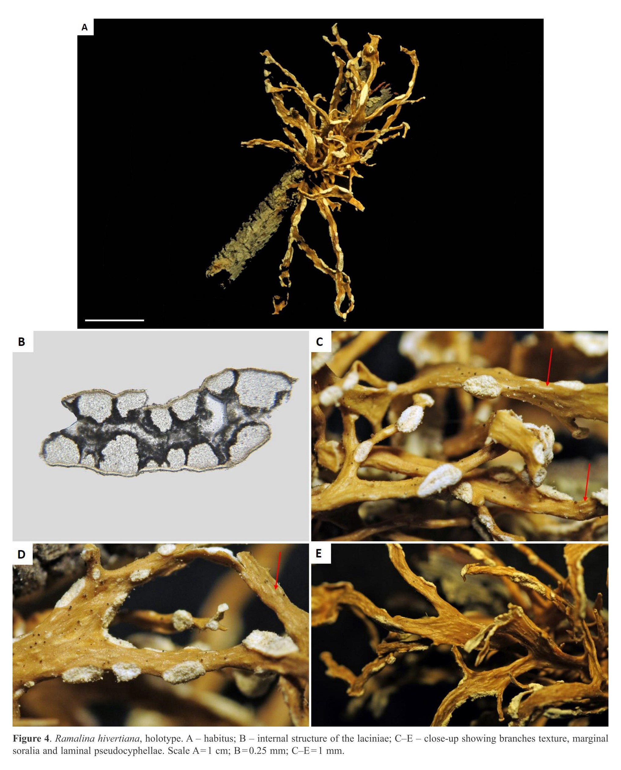 Publication d'articles sur les lichens des îles Eparses : le genre Ramalina (avec description de 3 nouvelles espèces pour la science) et le genre Roccella