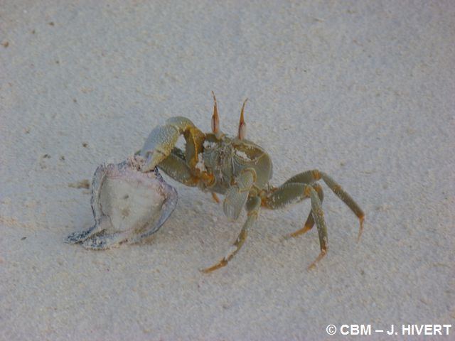 crabetortue morte-GRANDE GLORIEUSE-20140217-JH1